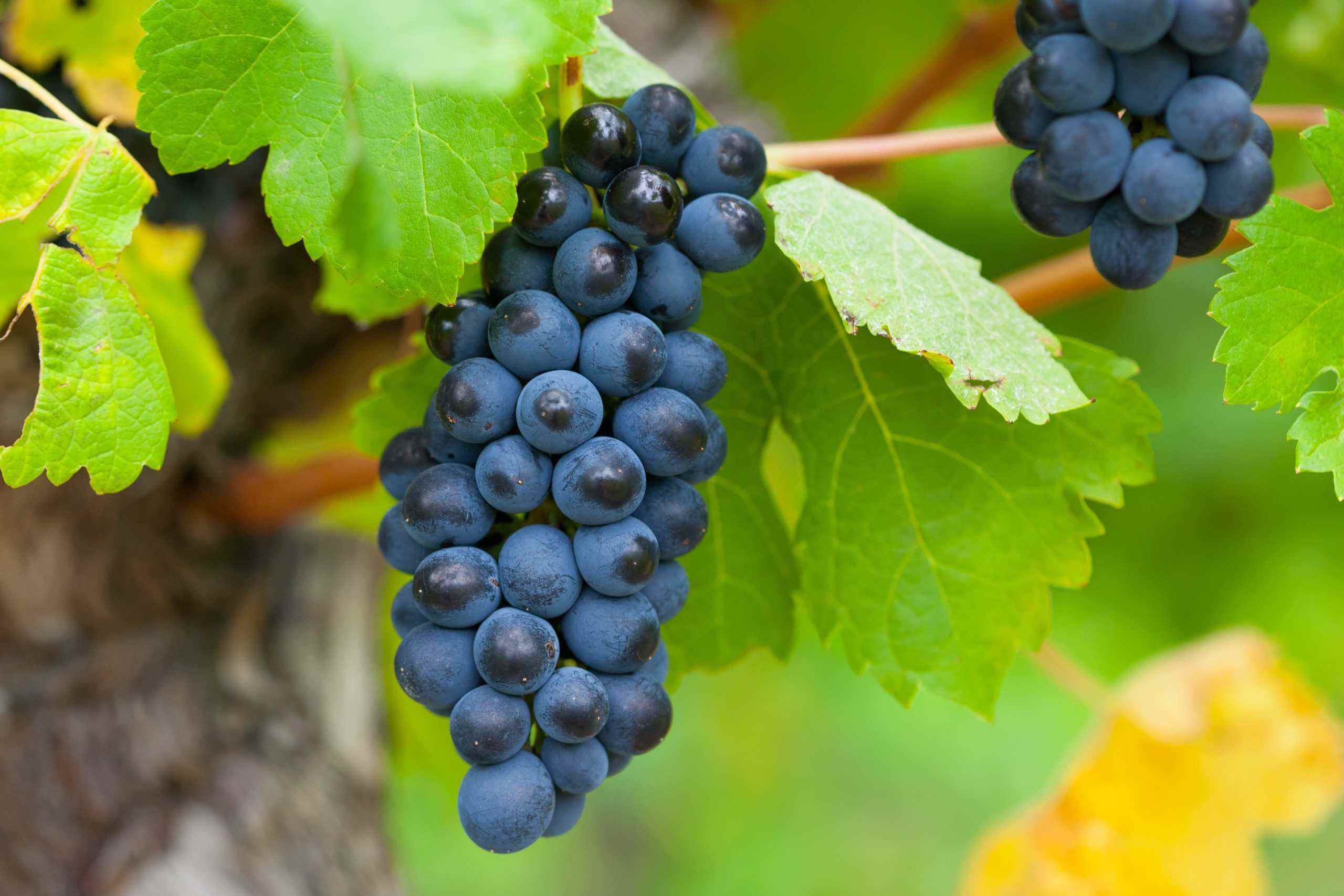 Grappes de raisin noir dans les vignes du Château Saint-Louis