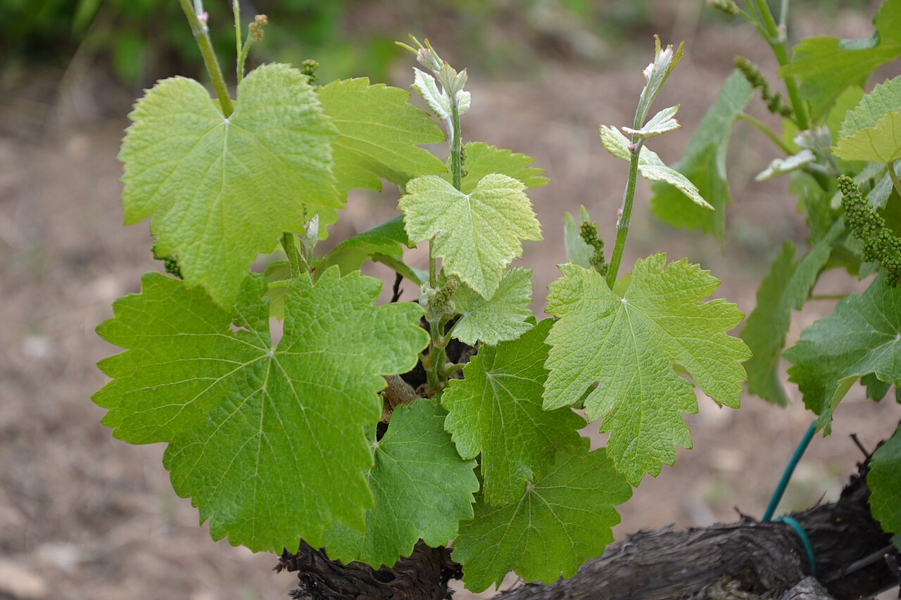Feuillage de Négrette sur pied de vigne
