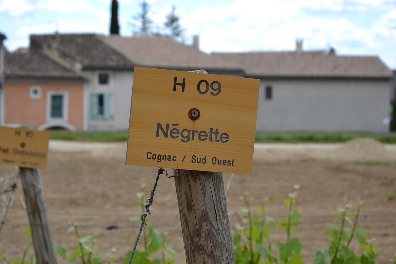 Panneau du cépage Négrette dans le vignoble de Fronton