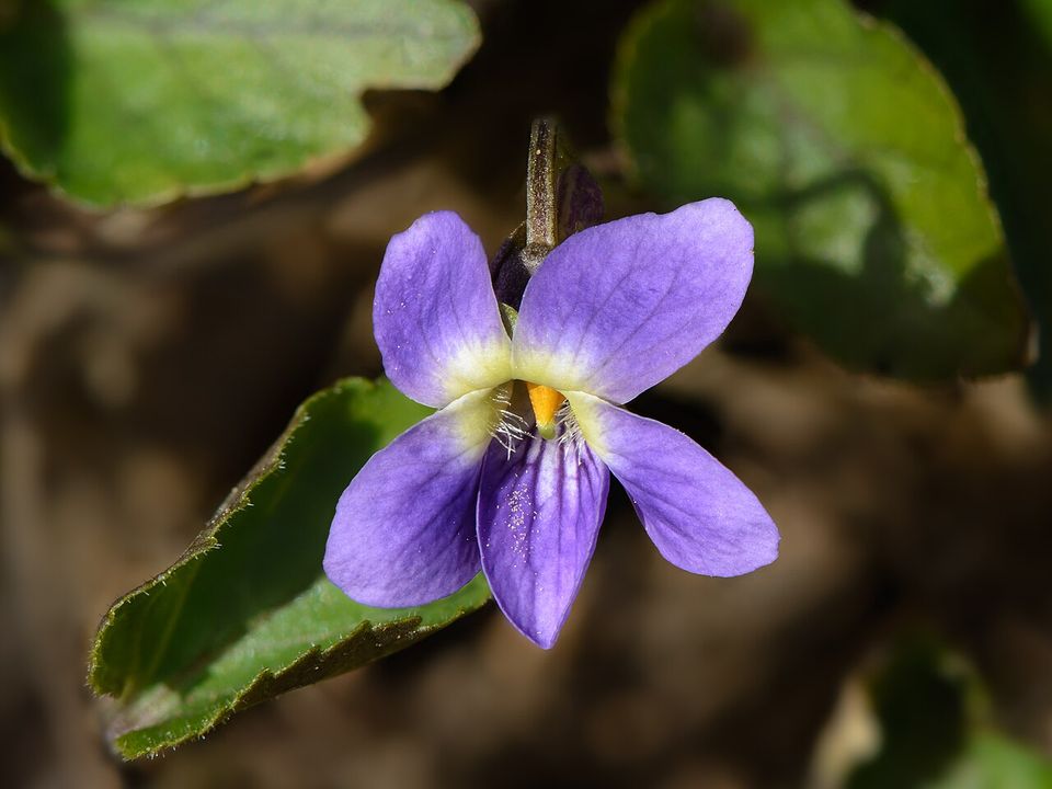Fleur de violette odorante, signature aromatique de la Négrette