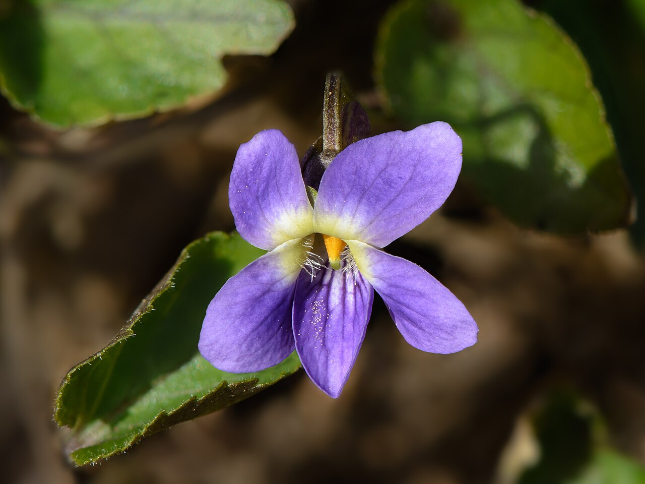 Fleur de violette odorante, signature aromatique de la Négrette